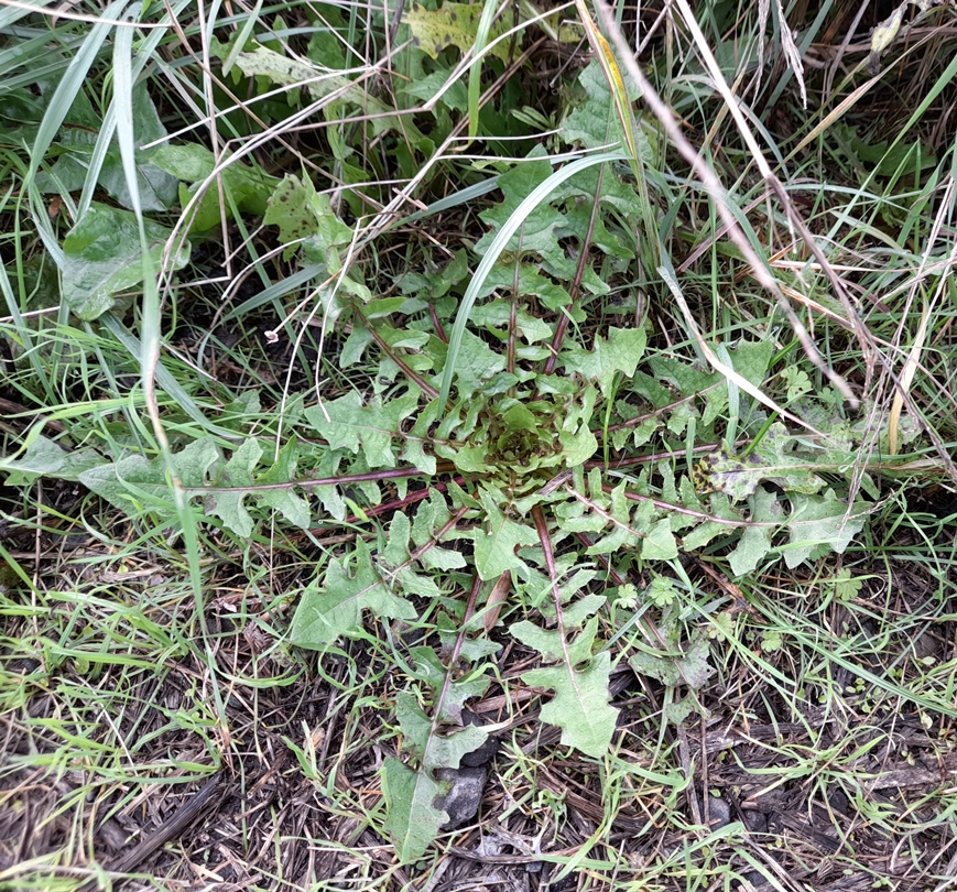 crepis vesicaria possibly rainham marshes