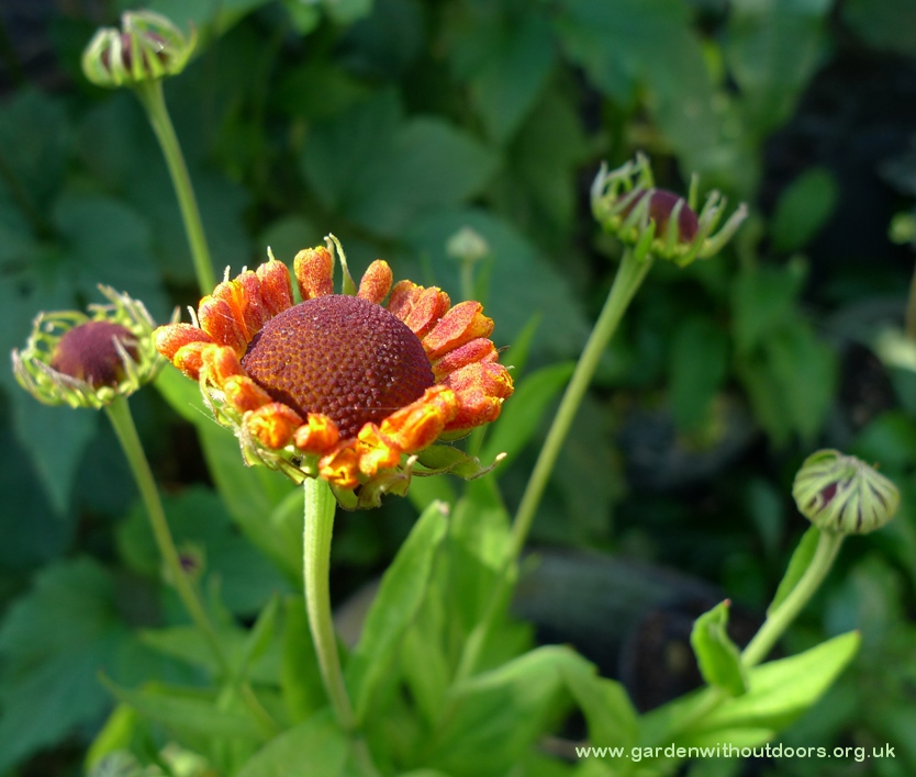 helenium