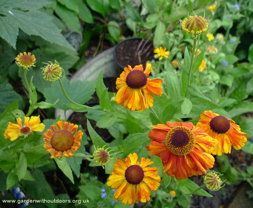 heleniums