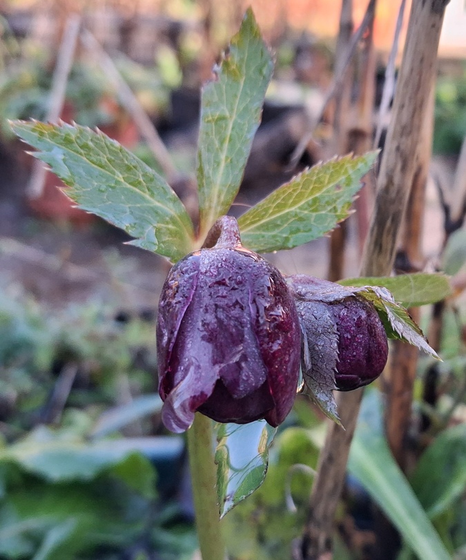 hellebore