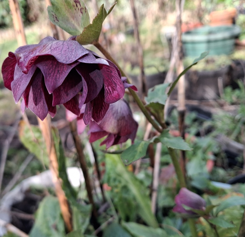 hellebore
