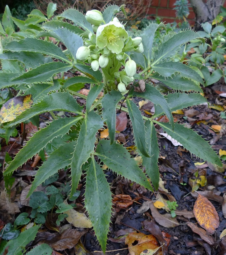 hellebore