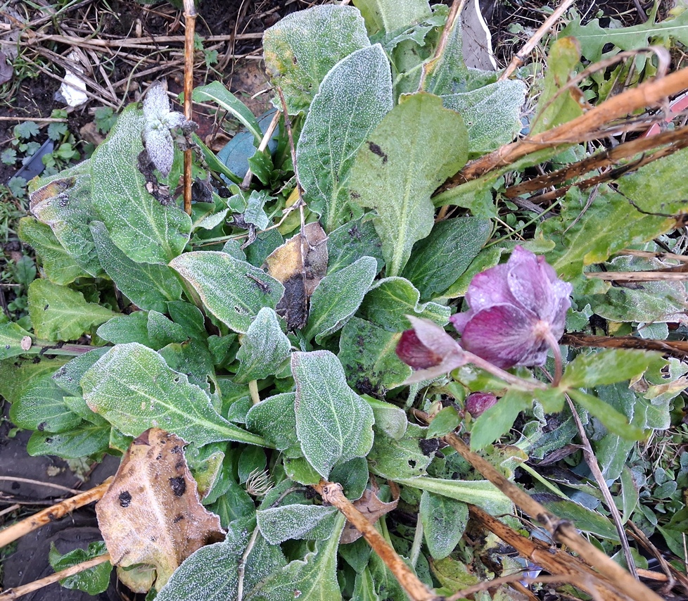 hellebore green alkanet