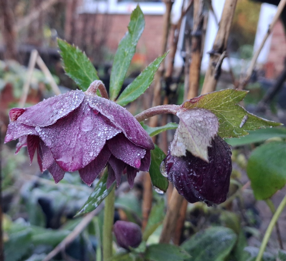 hellebore