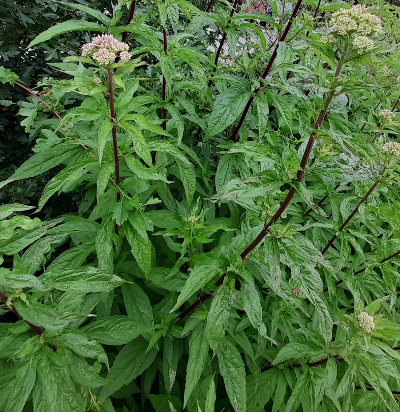 hemp-agrimony