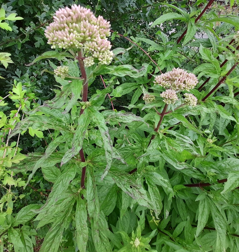 hemp-agrimony