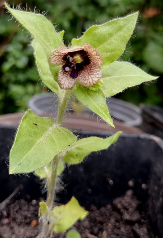 henbane