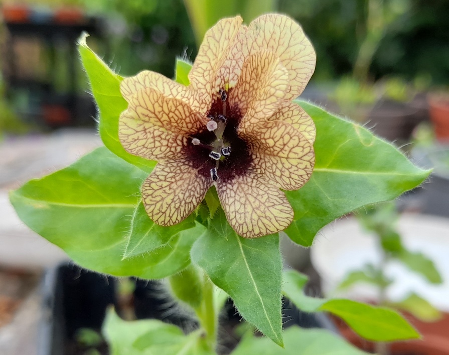 henbane Hyoscyamus niger