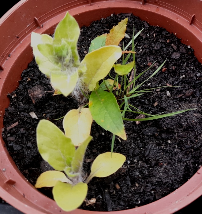 henbane seedling