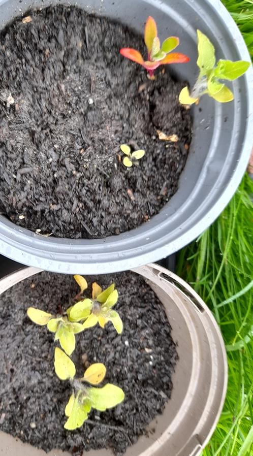henbane seedling Hyoscyamus niger
