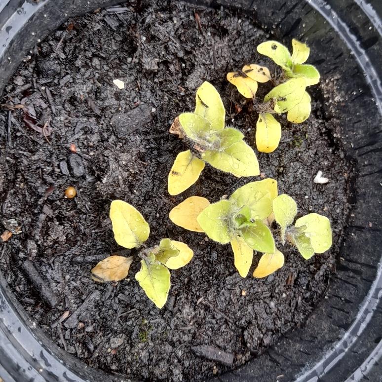 henbane seedlings Hyoscyamus niger