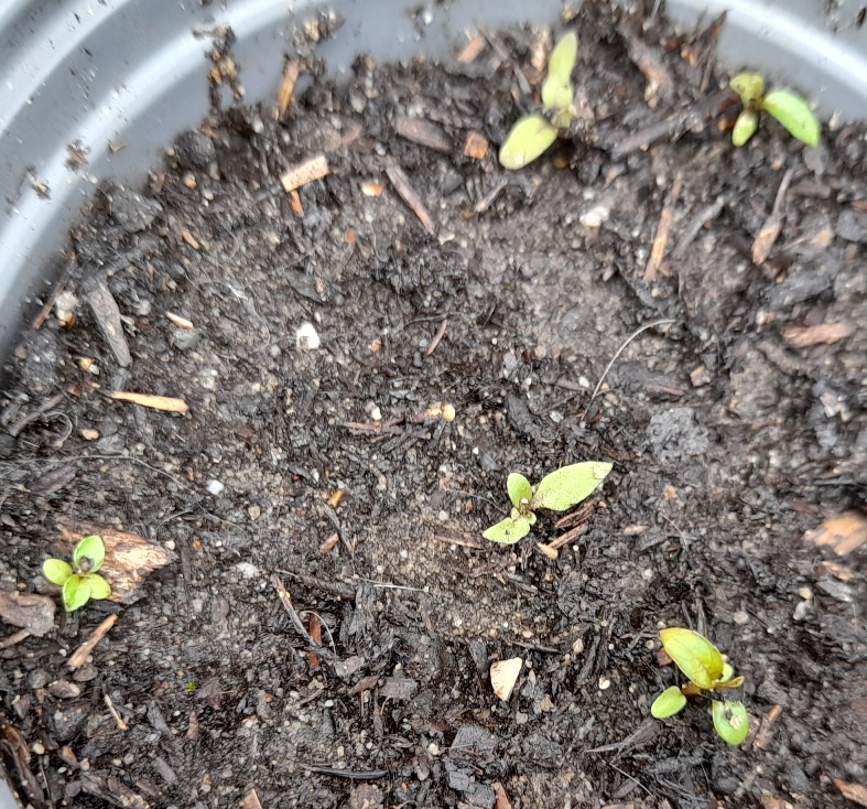 henbane seedlings
