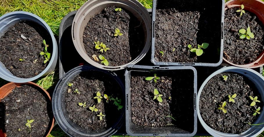 henbane seedlings