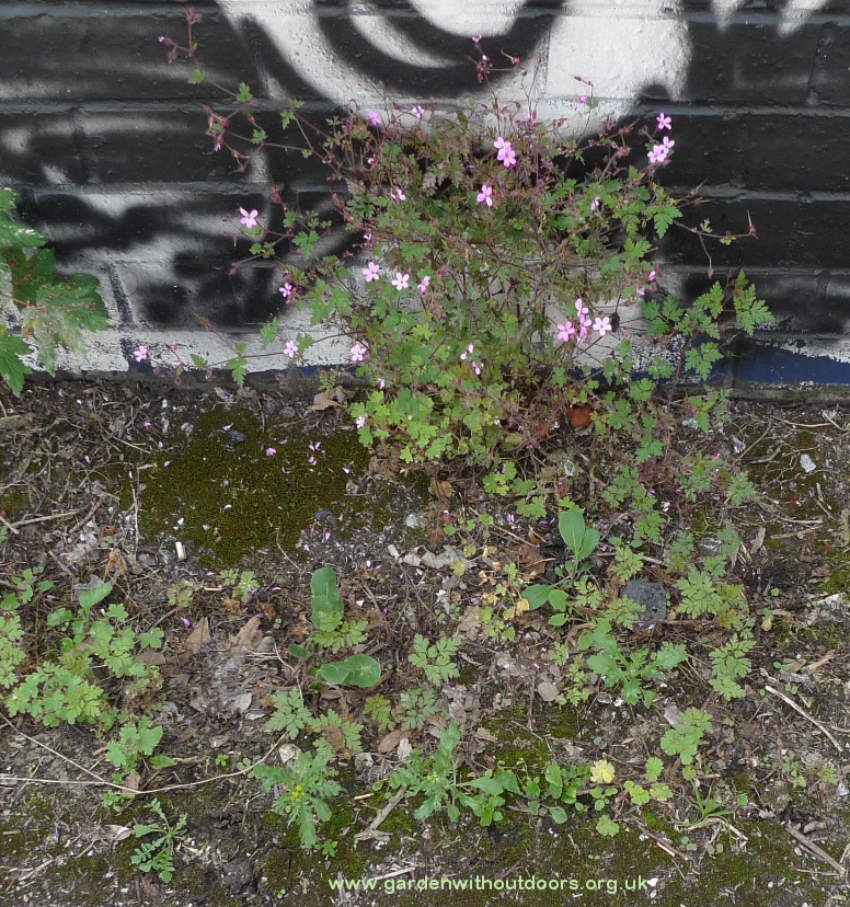 herb robert