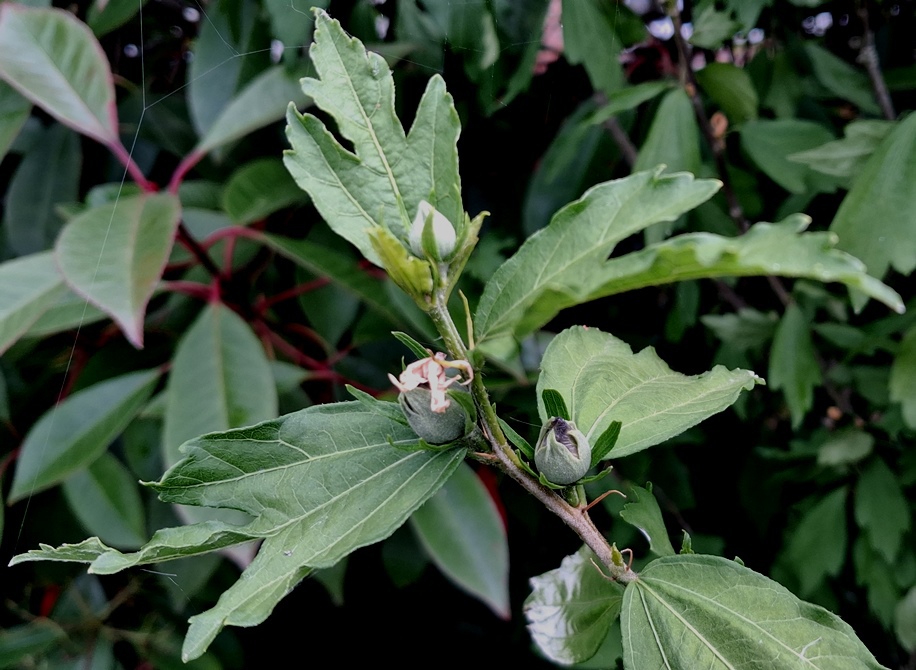 hibiscus buds