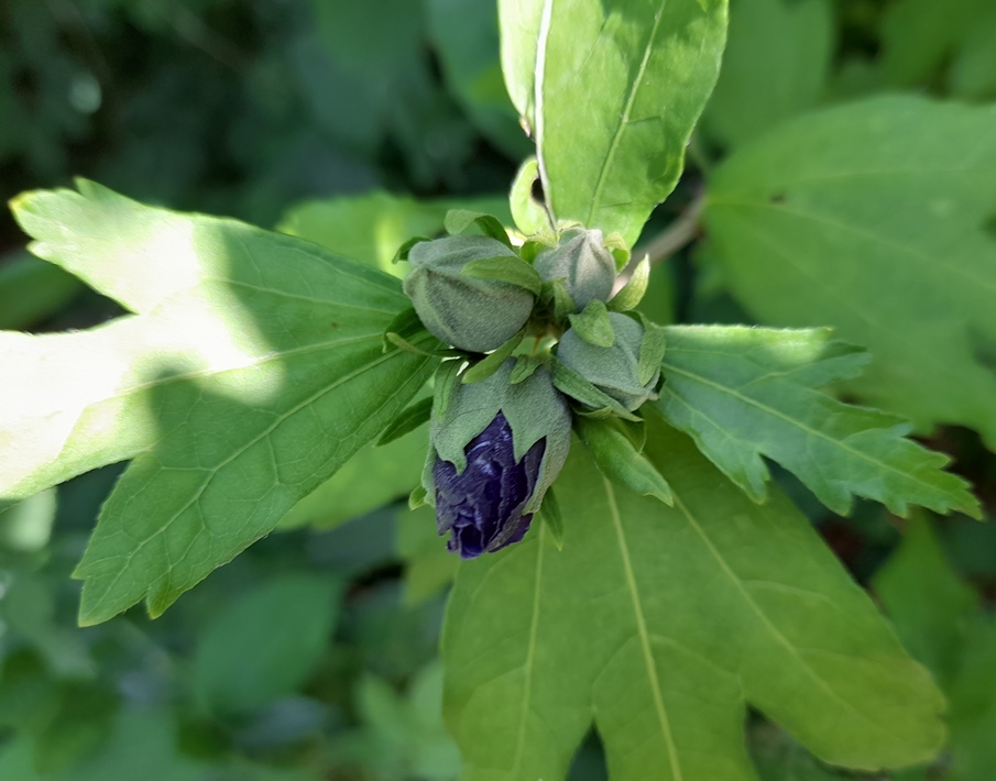 hibiscus buds