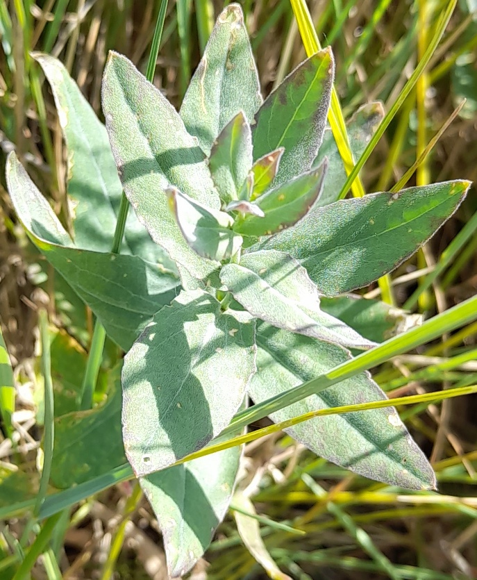 hoary cress swanscombe marshes