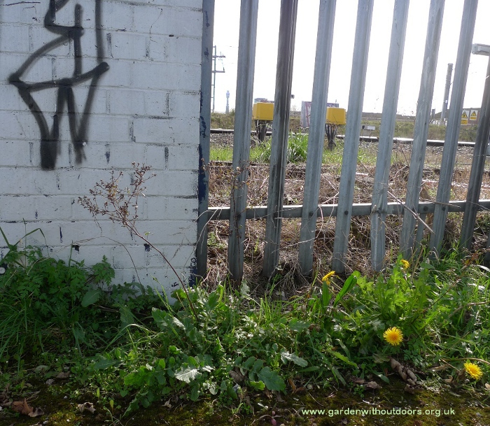 hoary mustard Post Office Tower in background