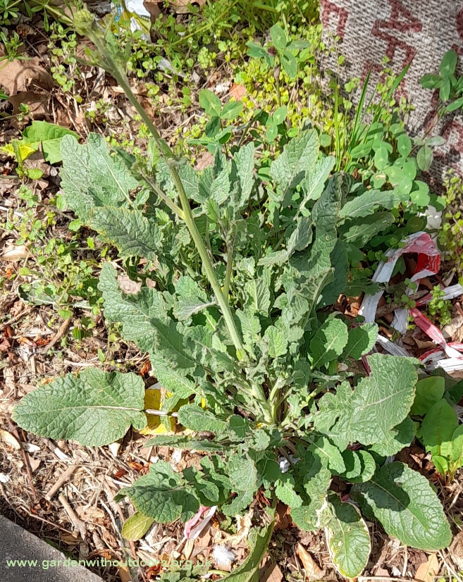 hoary mustard  hirschfeldia incana