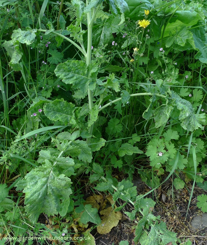 hoary mustard