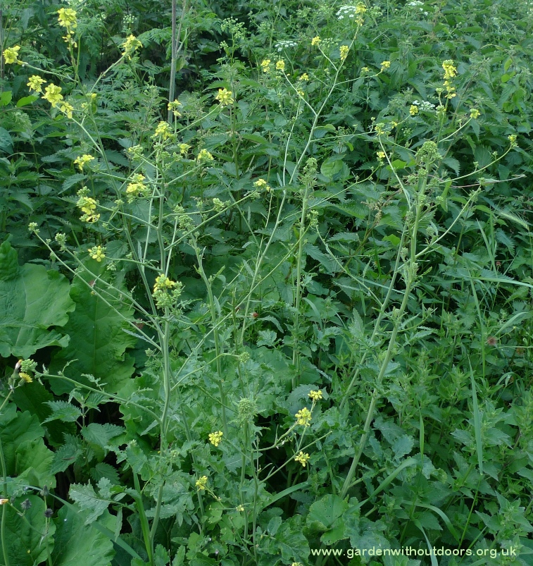 hoary mustard