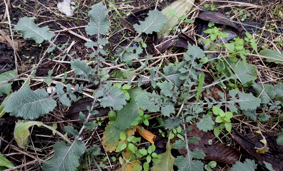 hoary mustard hirschfeldia incana