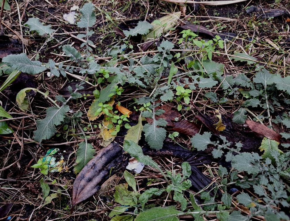 hoary mustard hirschfeldia incana