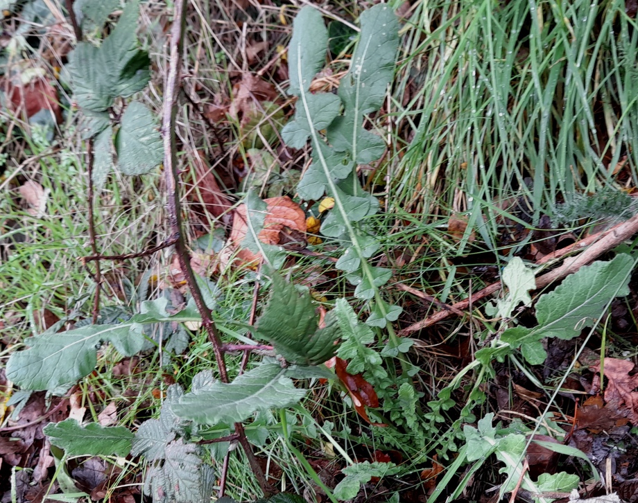 hoary mustard hirschfeldia incana