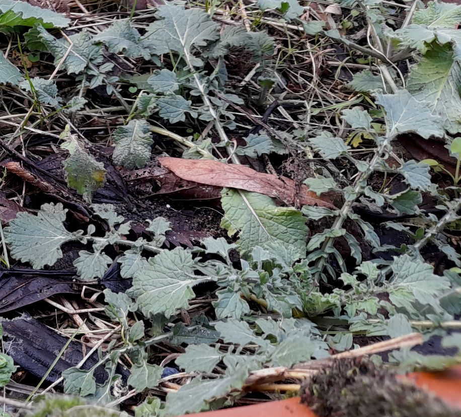 hoary mustard hirschfeldia incana