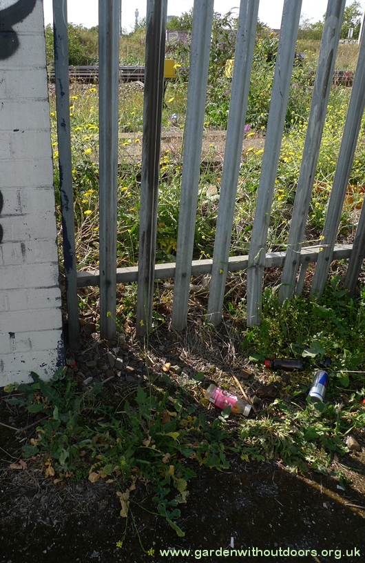 hoary mustard Post Office Tower in the background