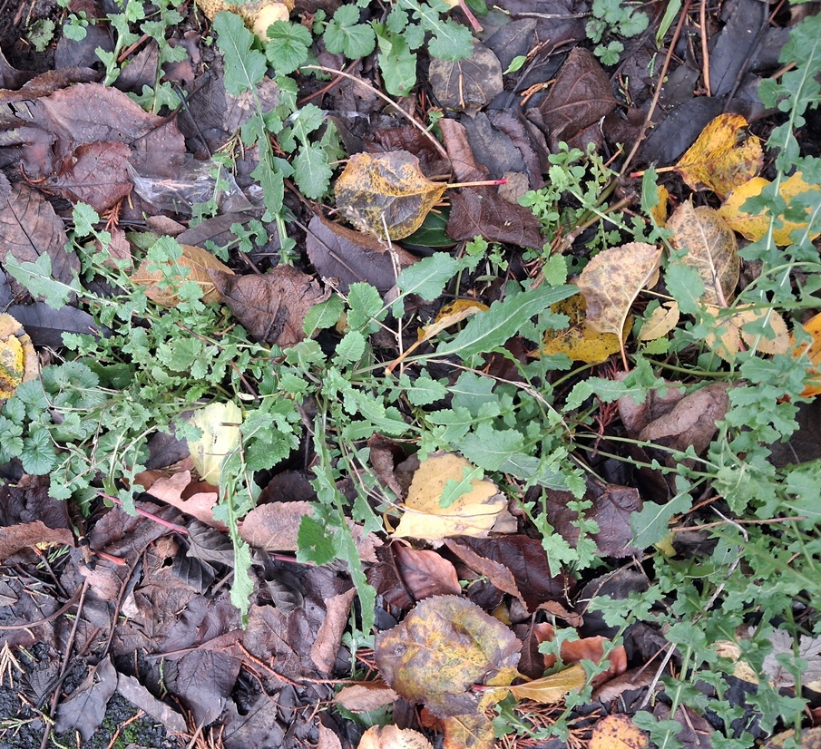 hoary mustard  Hirschfeldia incana