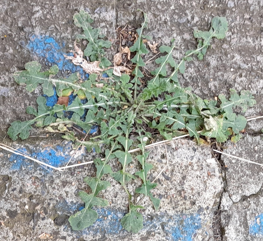 hoary mustard hirschfeldia incana