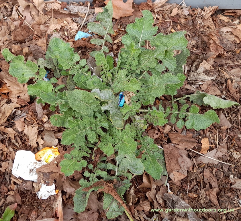 hoary mustard hirschfeldia incana
