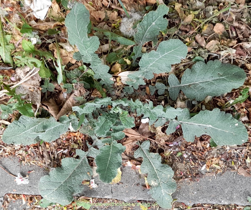 hoary mustard rosette hirschfeldia incana