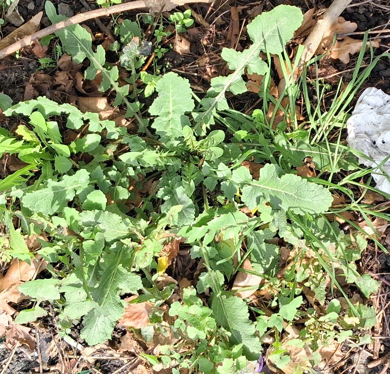 hoary mustard hirschfeldia incana rosette