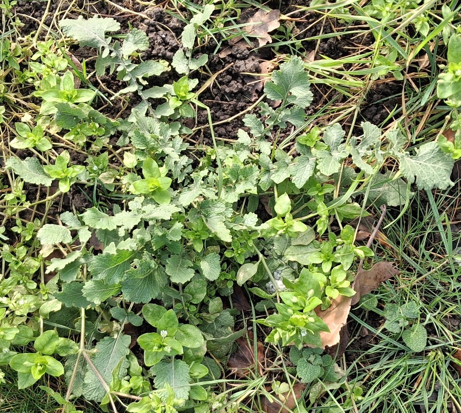 hoary mustard hirschfeldia incana rosette