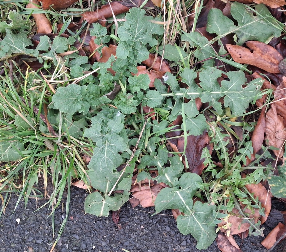 hoary mustard  Hirschfeldia incana