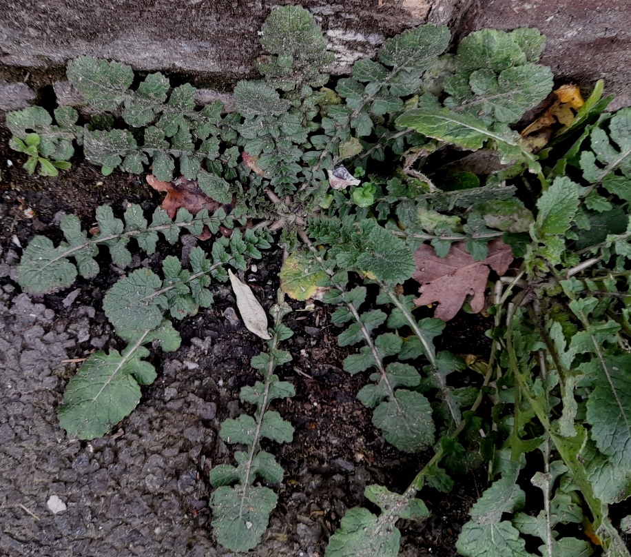 hoary mustard hirschfeldia incana