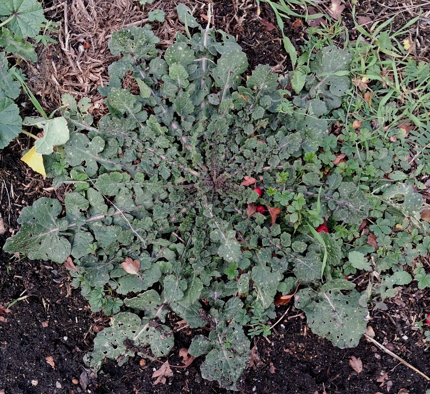 hoary mustard rosette