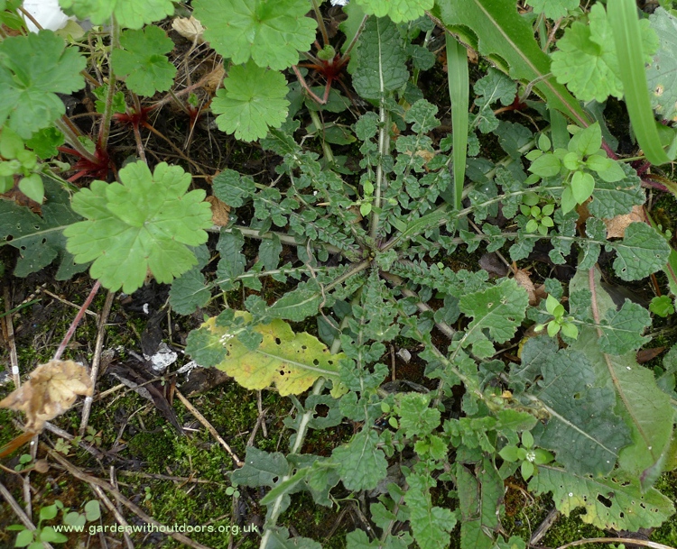 hoary mustard initial basal rosette