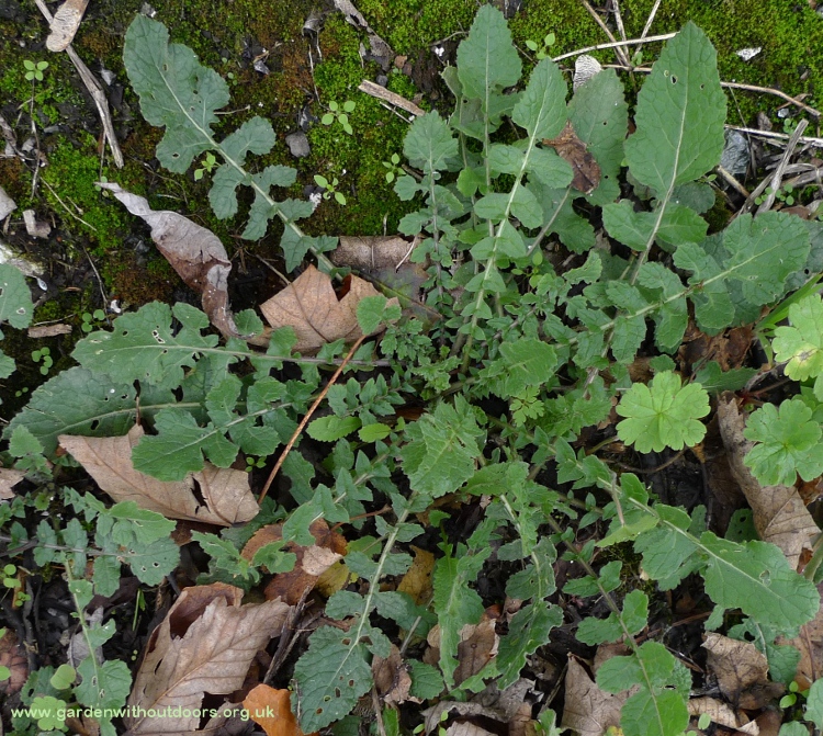 hoary mustard initial basal rosette