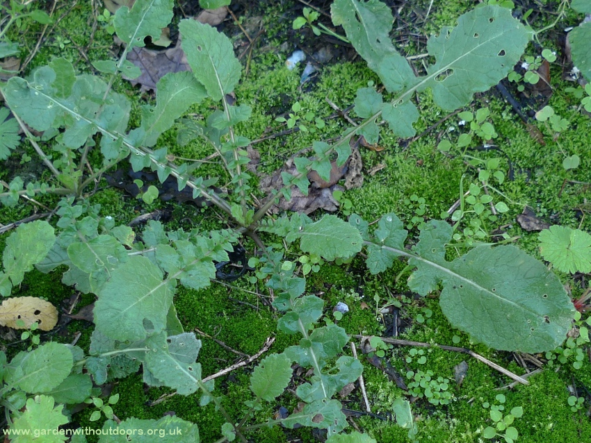 hoary mustard rosette