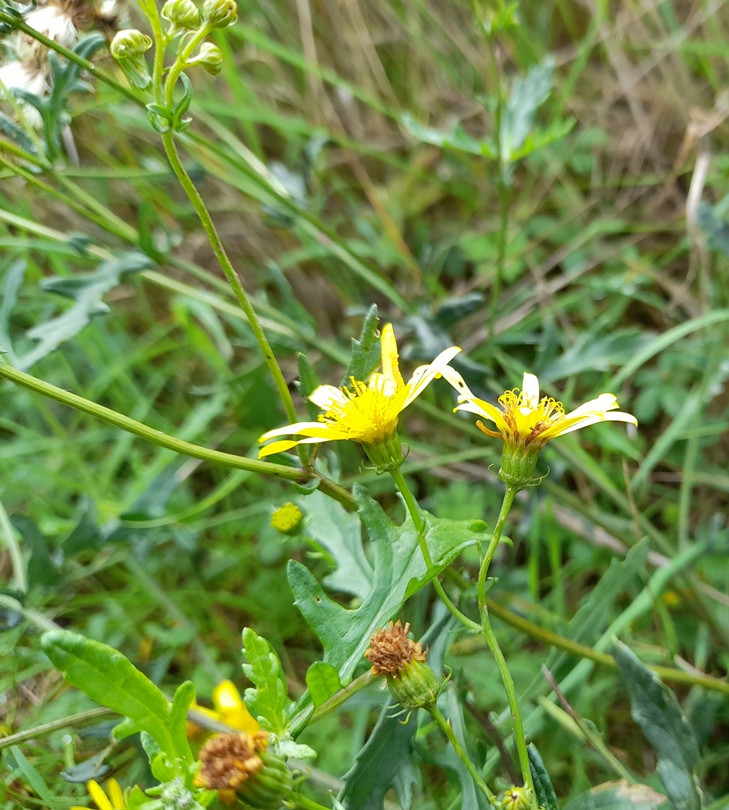 hoary ragwort