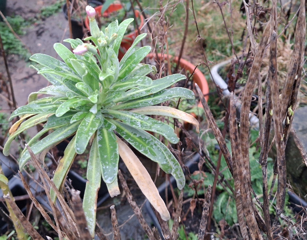 hoary stock buds vivipary