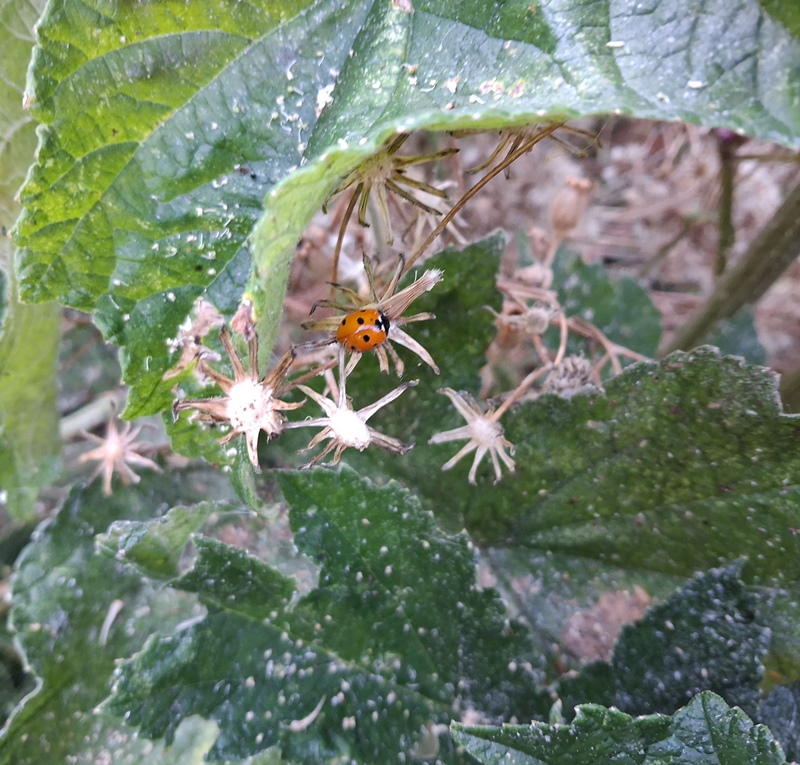 common hogweed ladybird