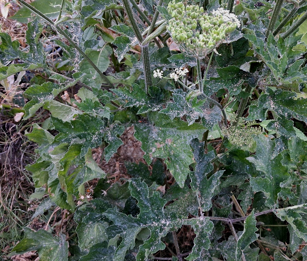 common hogweed
