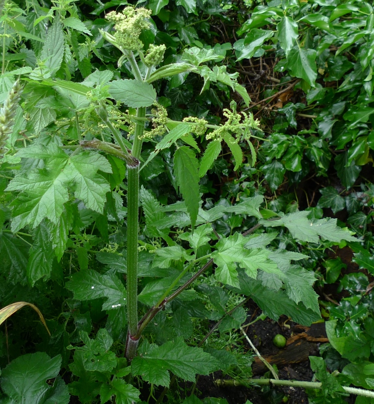 hogweed
