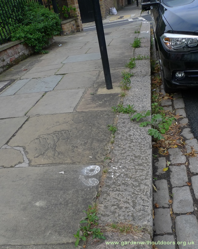 common hogweed Heracleum sphondylium