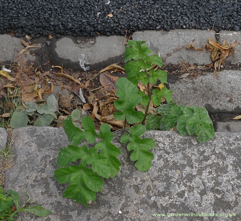 common hogweed Heracleum sphondylium