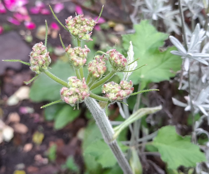 hogweed buds